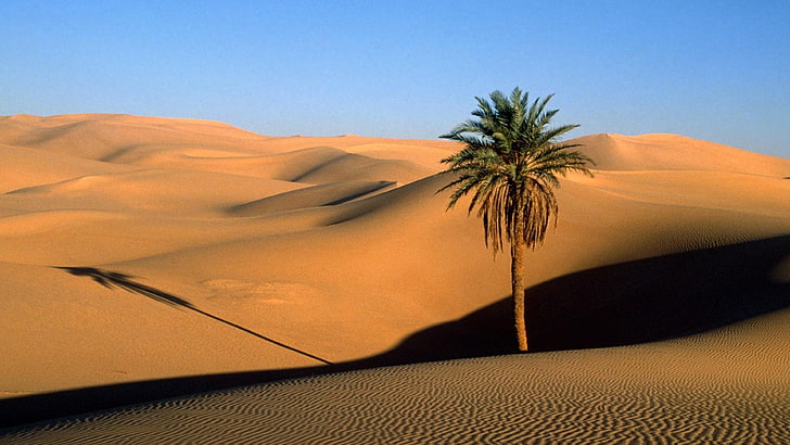 пясък, палмово дърво, дюна, пустиня, палма, суша, HD тапет