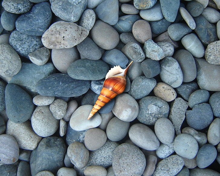 brown seashell, shell, Stones, HD wallpaper