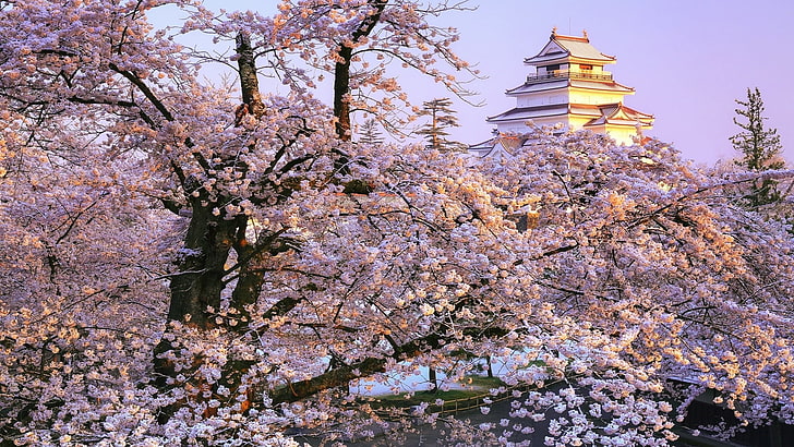 замок aizuwakamatsu, замок, вишни в цвету, цвести, весна, дерево, сакура, небо, фукусима, япония, азия, HD обои