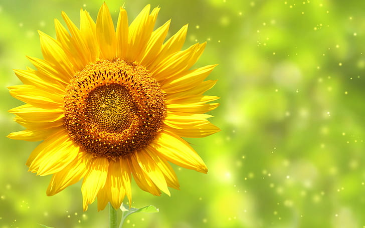 Yellow Sunflower, yellow sunflower, flower, nature, yellow, sunflower, HD wallpaper
