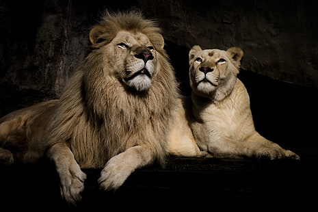 latar belakang, tetap, Leo, pasangan, singa betina, Wallpaper HD HD wallpaper