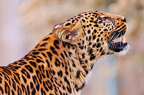 черно-коричневый тигр, леопард, прыжок, морда, хищник, HD обои HD wallpaper