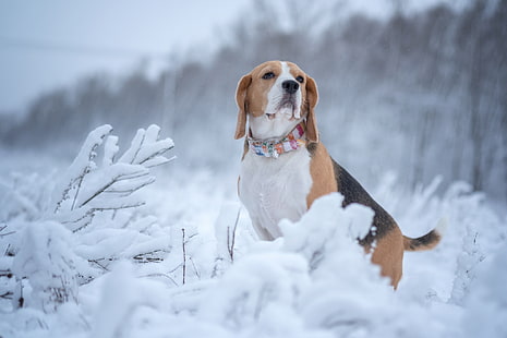 冬、雪、犬、ビーグル、 HDデスクトップの壁紙 HD wallpaper