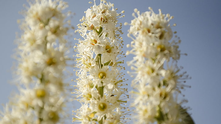 white petaled flower plant, flowers, nature, blue, plants, macro, sunlight, white flowers, HD wallpaper