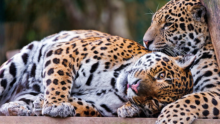 deux léopards bruns, léopards, couple, s'allonger, se reposer, Fond d'écran HD