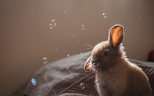 귀여운 갈색 토끼, 토끼, 토끼, HD 배경 화면 HD wallpaper