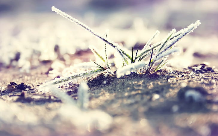 Wassertropfen, Gras, Bokeh, Makro, Natur, Schärfentiefe, Frost, HD-Hintergrundbild