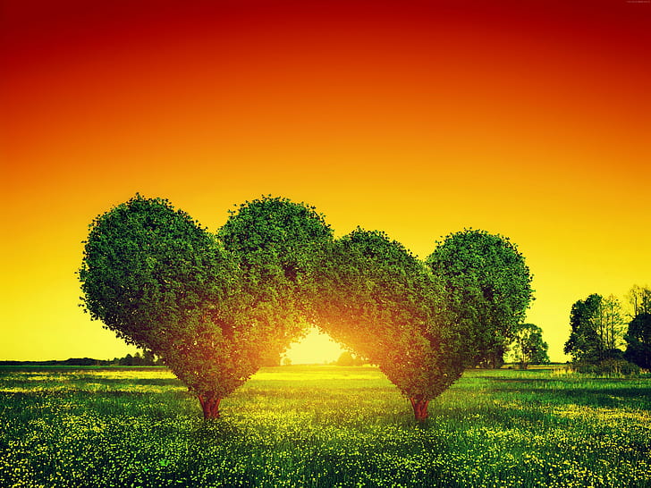 5k, heart, love image, tree, HD wallpaper