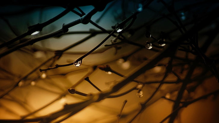 tree branches, nature, trees, branch, closeup, water drops, filter, depth of field, HD wallpaper