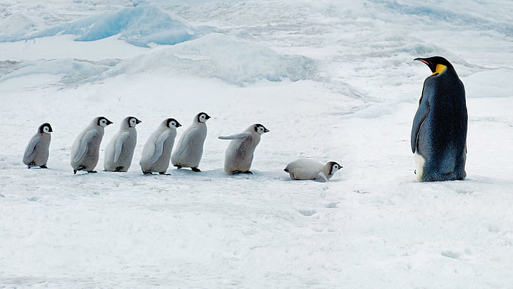 penguen, penguenler, bebek penguen, buz, buz alanı, sevimli, hayvanlar, HD masaüstü duvar kağıdı