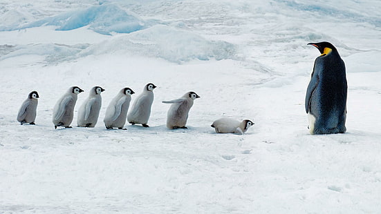 pingüino, pingüinos, pingüino bebé, hielo, campo de hielo, lindo, animales, Fondo de pantalla HD HD wallpaper
