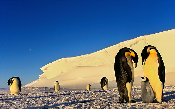 Antarctic continent penguin animal wallpaper 10, HD wallpaper