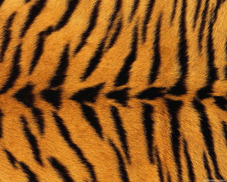 tiger, texture, fur, black stripes, yellow background, HD wallpaper