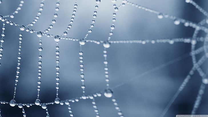 бяла паяжина, плитка фокусна снимка на мрежа, природа, паяжини, роса, макро, HD тапет
