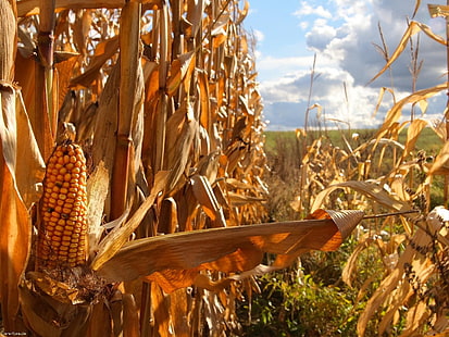 maíz anaranjado, maíz, agricultura, campo, mazorcas, tapas de vegetales, amarillo, Fondo de pantalla HD HD wallpaper