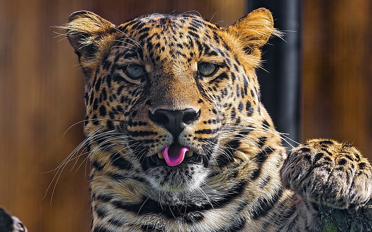 adult leopard, leopard, predator, tongue, paw, snout, HD wallpaper