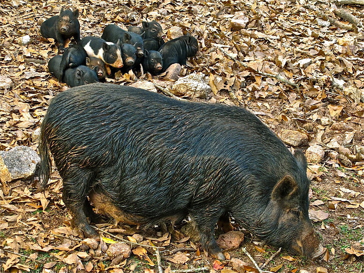 cerdo salvaje negro, jabalí, cachorros, hierba, comida, hojas, otoño, Fondo de pantalla HD