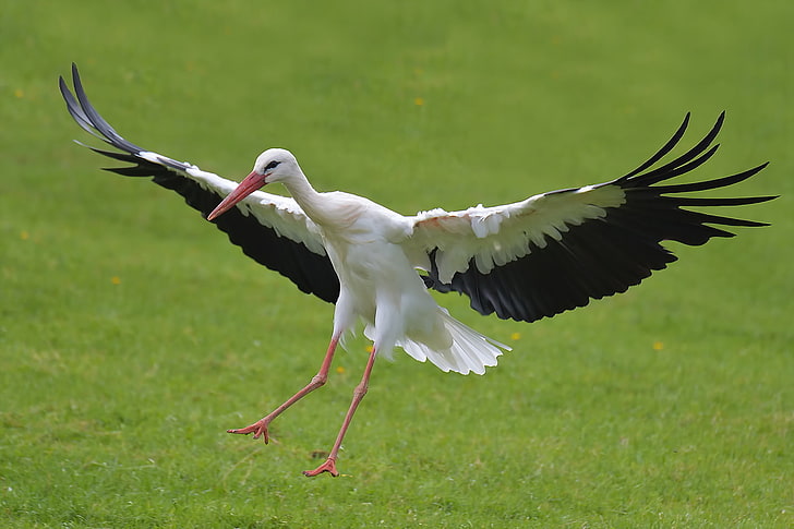 white and black egret, nature, bird, stork, HD wallpaper