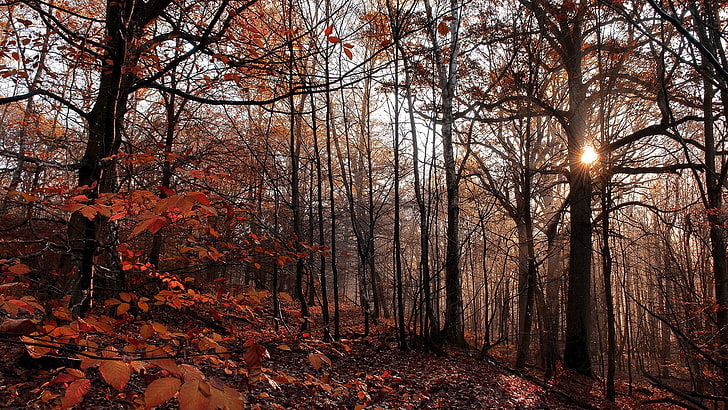 árvores de folhas alaranjadas, natureza, árvores, floresta, outono, ramo, folhas, amarelo, madeira, sol, luz solar, colinas, névoa, HD papel de parede