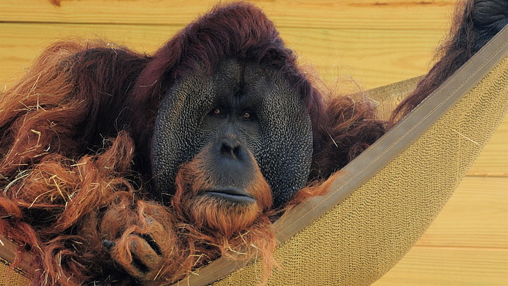 brown monkey, hammock, wall, wool, orangutan, straw, HD wallpaper