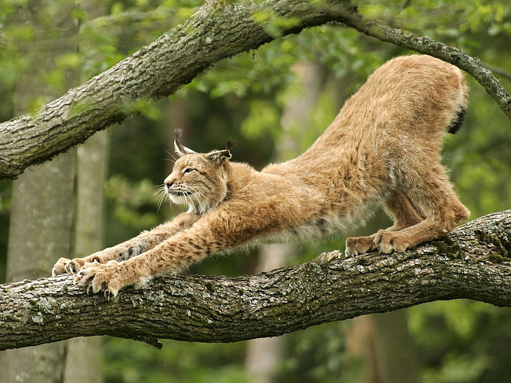 แมวสีน้ำตาลธรรมชาติสัตว์แมวแมวป่าชนิดหนึ่งยืด, วอลล์เปเปอร์ HD