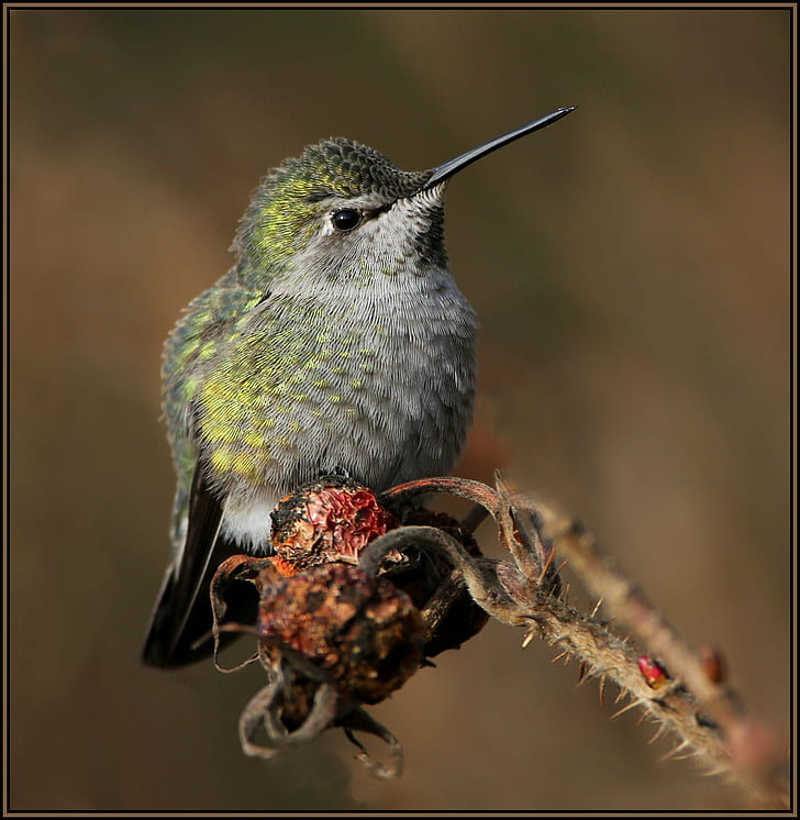 pájaro verde y gris, pájaro, colibrí, animal, fauna, naturaleza, pico, pluma, Fondo de pantalla HD, fondo de pantalla de teléfono