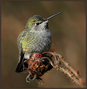 green and gray bird, bird, hummingbird, animal, wildlife, nature, beak, feather, HD wallpaper HD wallpaper