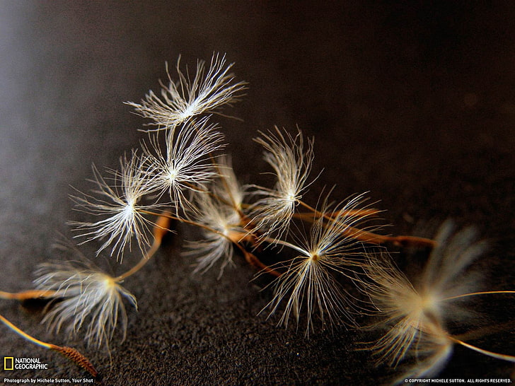 Dandelion Seeds-National Geographic wallpaper, white dandelion flowers, HD wallpaper