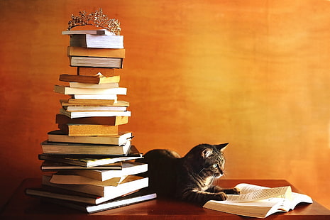  autumn, cat, orange, table, grey, wall, books, mountain, crown, top, book, stack, striped, a lot, Kote, 1 Sep, reading, scientist, knowledge, nerd, the crown, student, The day of knowledge, intelligence, intellectual, reader, knowledge is power, cat scientist, diligent, a lot of books, nose to the grindstone, HD wallpaper HD wallpaper