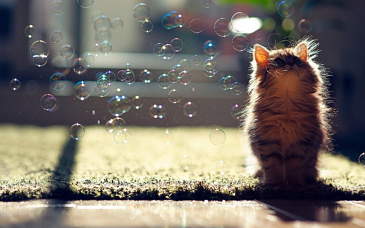 graues Kätzchen, Kätzchen, Blasen, flauschig, Blendung, Licht, HD-Hintergrundbild