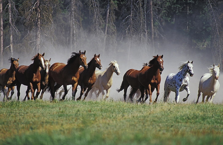 Roundup On The Ranch Montana, herd of horse, Animals, Horses, Ranch, Roundup, Montana, HD wallpaper