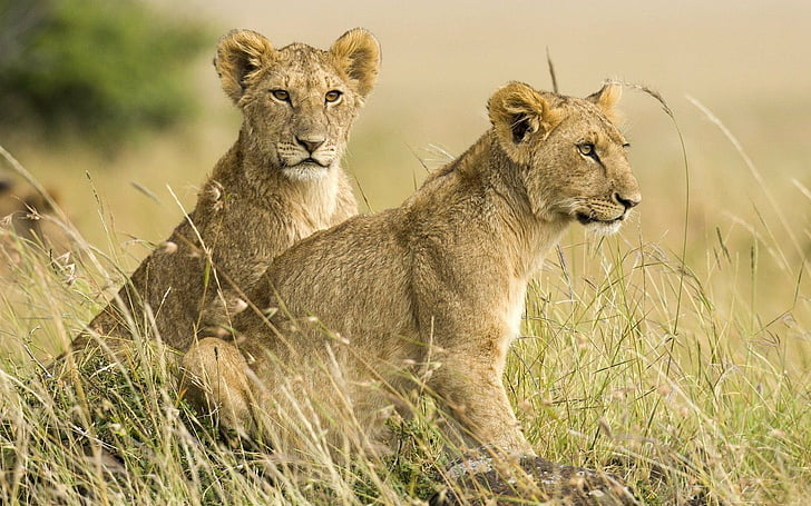 Chats, Lion, Kenya, Masaï Mara, Fond d'écran HD
