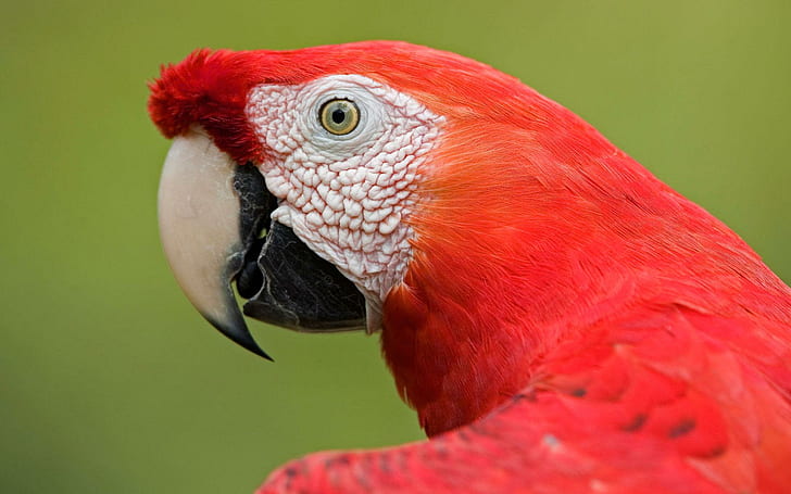 Scarlet Macaw Portrait Amazon, red and white red macaw parrot, portrait, macaw, scarlet, amazon, animals and birds, HD wallpaper