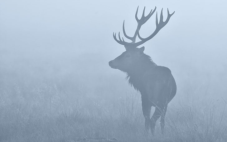 deer wallppaer, animals, nature, deer, stags, mist, HD wallpaper
