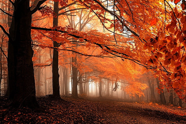 albero a foglie di arancio, caduta, sentiero, nebbia, foglie, foresta, arancio, alberi, natura, paesaggio, Sfondo HD