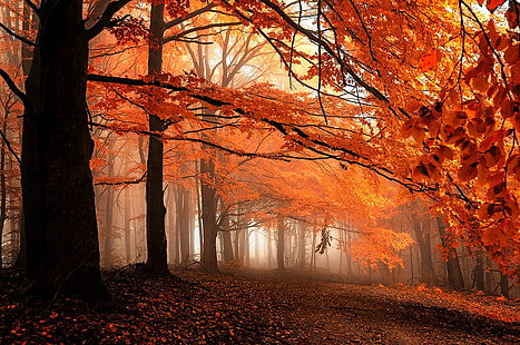 albero a foglie di arancio, caduta, sentiero, nebbia, foglie, foresta, arancio, alberi, natura, paesaggio, Sfondo HD HD wallpaper