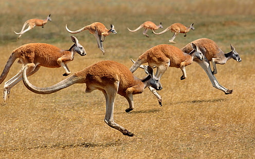 animals, kangaroos, HD wallpaper HD wallpaper