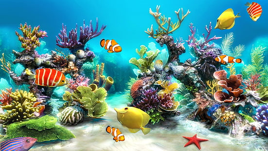 aquarium desktop  hd, HD wallpaper HD wallpaper
