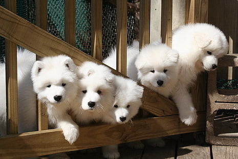 baby, canino, cane, cani, cucciolo, samoiedo, Sfondo HD HD wallpaper