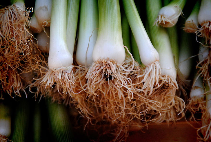 agriculture, bunch, close up, color, cooking, delicious, diet, farm, farming, food, fresh, freshness, green, group, grow, health, healthy, ingredients, leaf, leek, market, nutrition, onion, onions, pasture, roots, spring, HD wallpaper