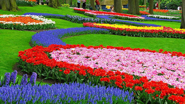 сад, цветы, природа, пейзаж, разноцветные, мускари, HD обои