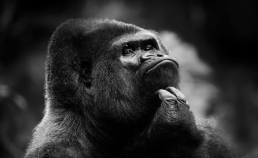 Pensativo Gorila BW, fondo de pantalla de gorila, Blanco y negro, Gorila, reflexivo, Fondo de pantalla HD HD wallpaper