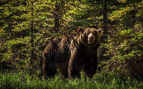 bear, forest, grizzly, HD wallpaper HD wallpaper