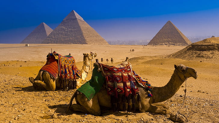 Camels Egypt Pyramids Desert HD, two brown camels, animals, desert, egypt, pyramids, camels, HD wallpaper