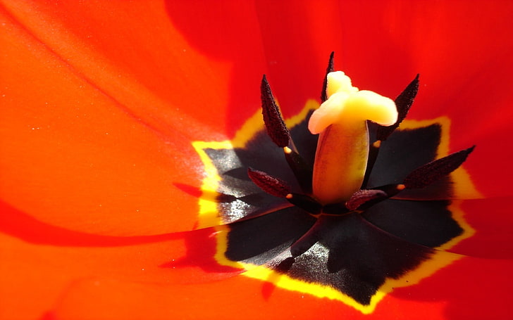 flor de pétalos rojos, tulipanes, flores, macro, primer plano, flores rojas, plantas, Fondo de pantalla HD