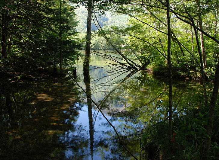 pohon hijau, kayu, danau, pohon, air, refleksi, bayangan, Wallpaper HD