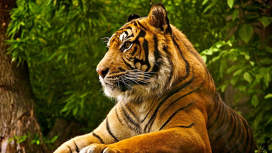 Royal Predator, tiger animal, tiger, cubs, big cats, nature, wildlife, predator, lions, animals, leopard, jaguar, HD wallpaper HD wallpaper