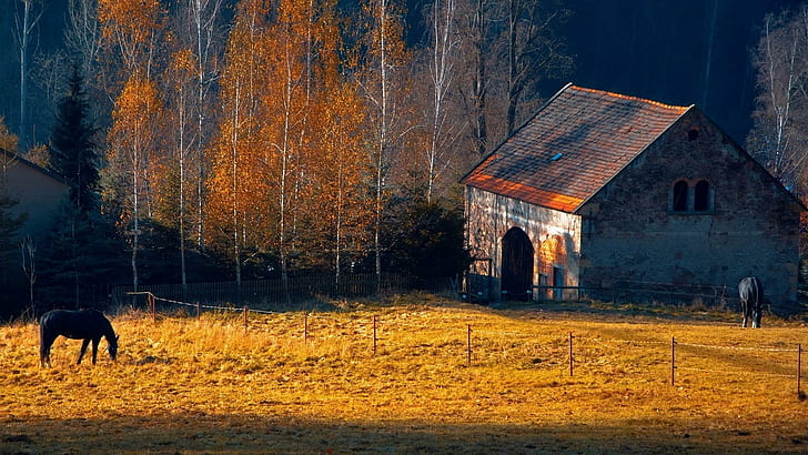 Peternakan Kuda Di Musim Gugur, pohon, kuda, sinar matahari, pertanian, musim gugur, alam, dan lanskap, Wallpaper HD