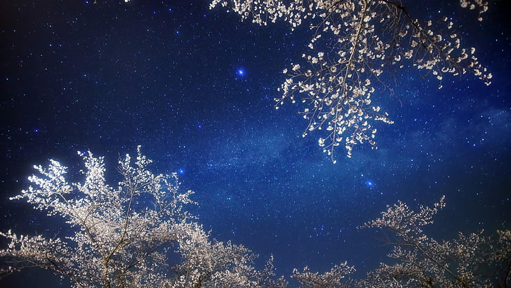 空、星、春、夜空、星空、星空、夜、花の咲く木、天の川、枝、 HDデスクトップの壁紙