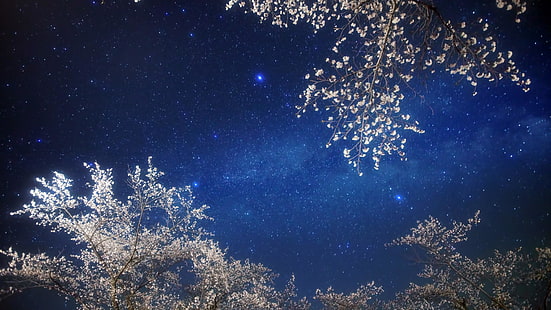 céu, estrelas, primavera, céu noturno, estrelado, noite estrelada, noite, árvore florida, via láctea, ramos, HD papel de parede HD wallpaper